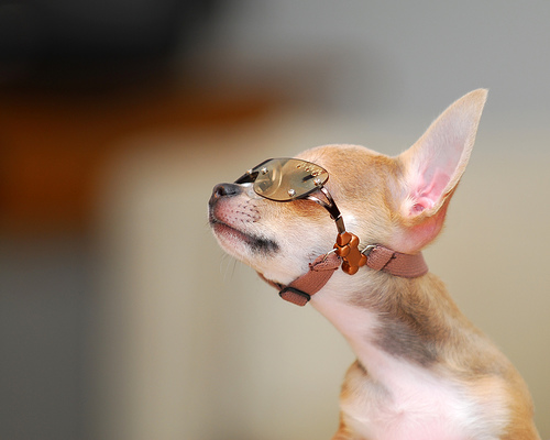Perro con Lentes